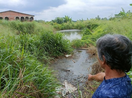 Nước thải chăn nuôi gây ô nhiễm môi trường